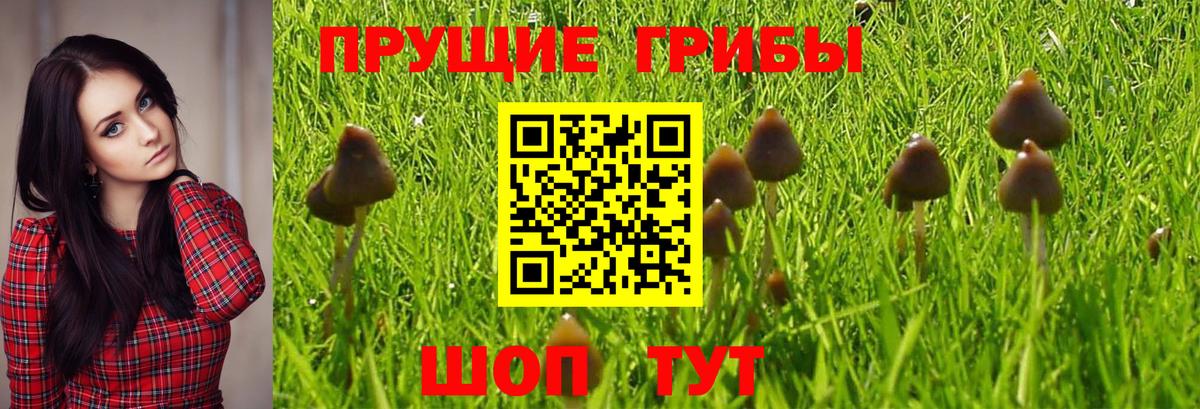 Крымск  Галлюциногенные грибы MAGIC MUSHROOMS  Вход с VPN 